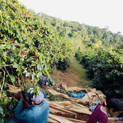 Cà Phê Robusta Lâm Đồng Rang Mộc Nguyên Chất- Hộp 250Gr (Dạng Bột)