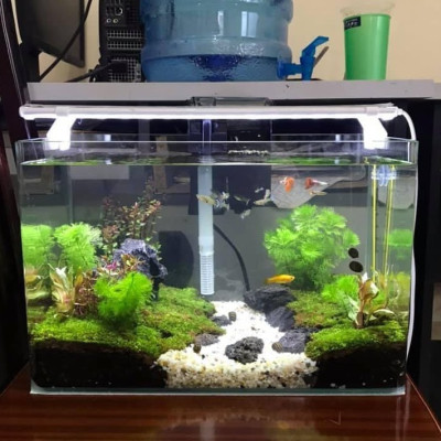 Máy lọc nước bể cá Vipsun Fish AP 303H - 5W 300l/h- Lọc thác, có lọc váng, hoạt động êm ái, Dùng cho hồ 40cm trở xuống.