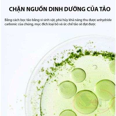 Diệt rêu hại Biozym Algae Remover ức chế tảo xanh bể thủy sinh cá tép cảnh