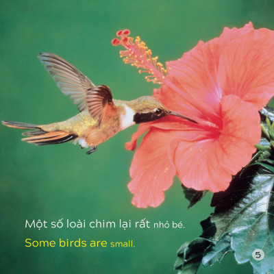 Song Ngữ Việt Anh - Khám Phá Thế Giới - Các Loài Chim - Birds