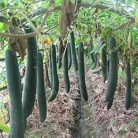 Hạt giống bí đao cơm xanh F1 quả dài giống khỏe năng suất cao VTP06