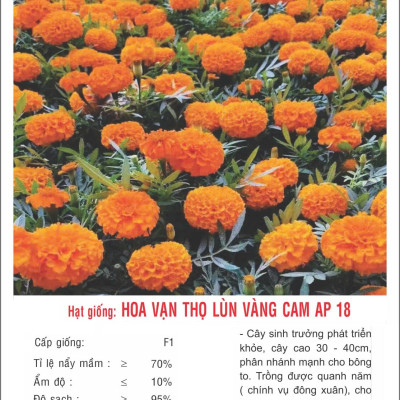 Hạt giống Hoa Vạn Thọ Lùn CAM siêu bông VTP183