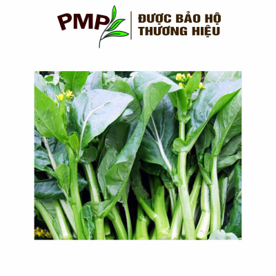 Hạt Giống Cải Ngồng PMP 5g