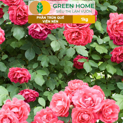 Phân Trùn Quế Viên Nén Greenhome, Lavamix, Bao 1kg, Dinh Dưỡng Hữu Cơ, Không Mùi, Tốt Cho Lan, Bonsai, Rau, Cây Ăn Trái